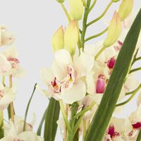 Cymbidium Giant Paper Pot 1.1m Light Pink