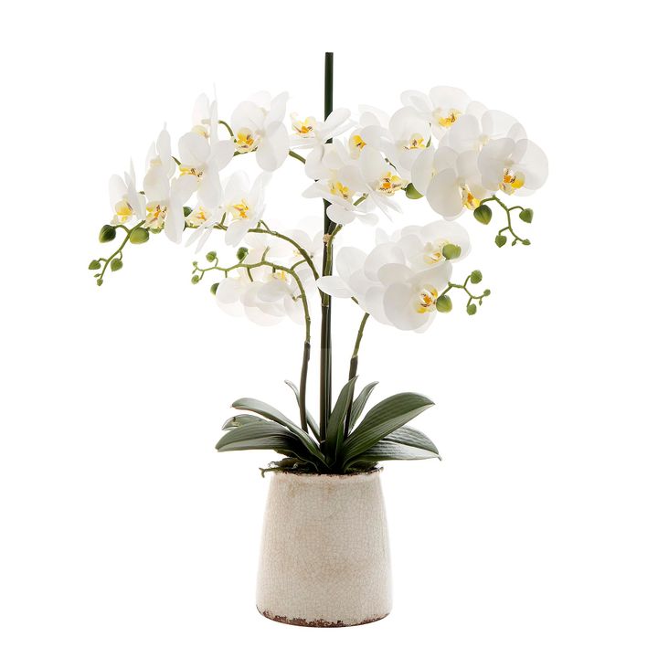 Orchid in Ivory Pot 60cm Large
