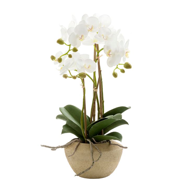 Orchid in Stone Pot Small 50cm White
