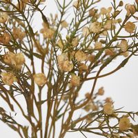 Baby's Breath Bundle Apricot