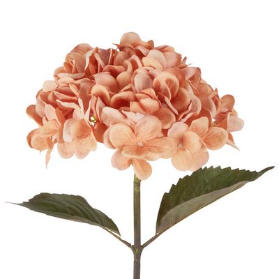 Dried Look Hydrangea Stem 48cm Apricot