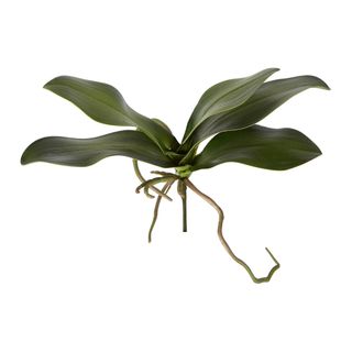Orchid Leaf 30cm