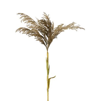 Grey Pampas Spray Stem with Leaves