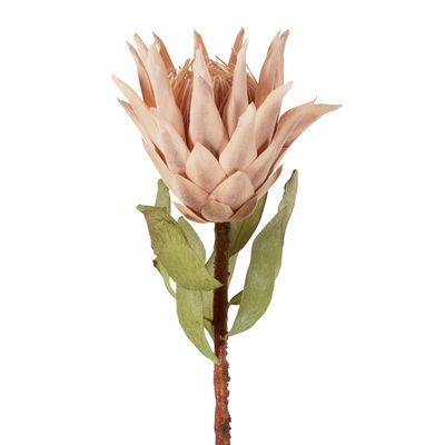 Dried Look Protea Stem 75cm Blush