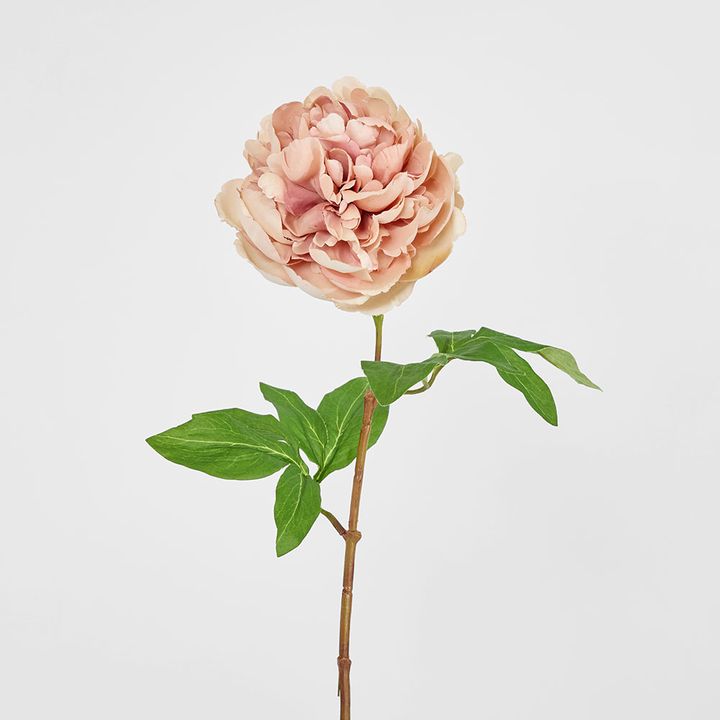 Dried Look Peony Stem 61cm Blush