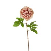 Dried Look Peony Stem 61cm Blush