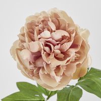 Dried Look Peony Stem 61cm Blush