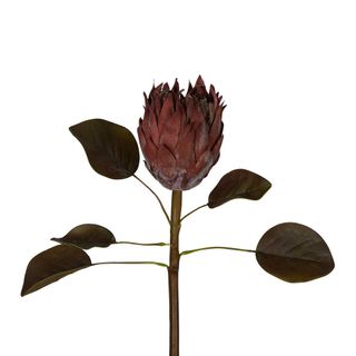 Dried Look Protea Stem with Leaves 60cm Brown