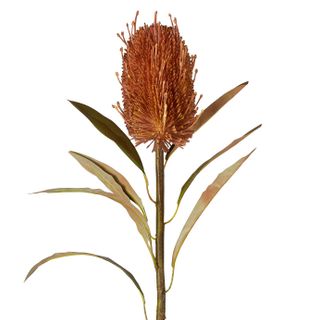 PRE-ORDER Dried Look Banksia Stem 56cm Tan