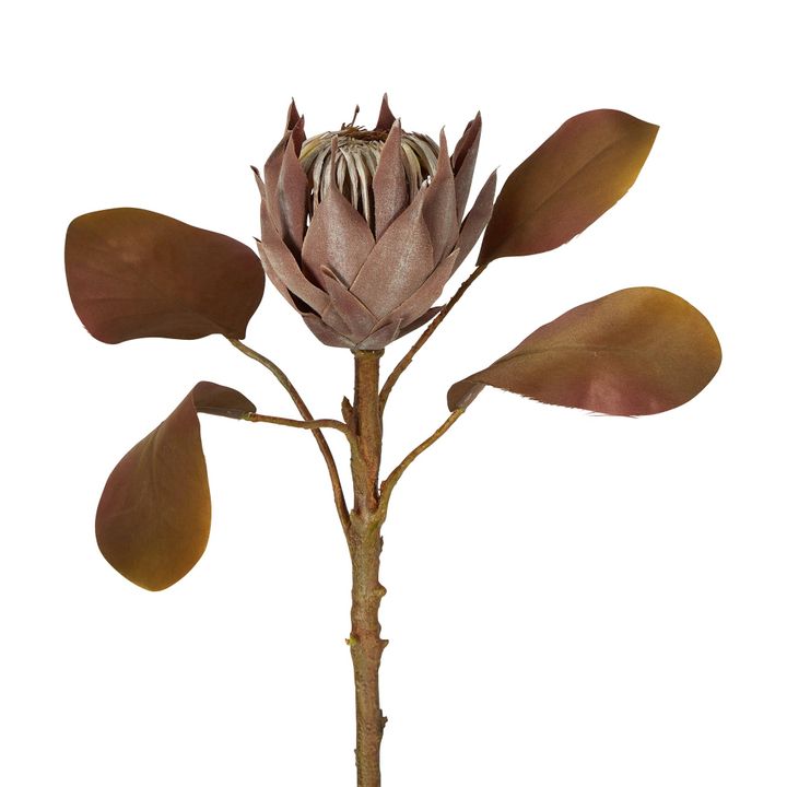 Dried Look Protea Stem Small 53cm Brown