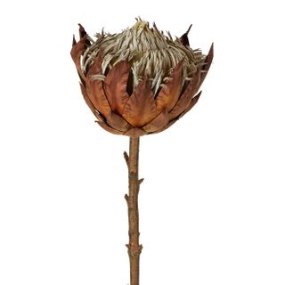 Dried Look Protea Stem Large 66cm Brown