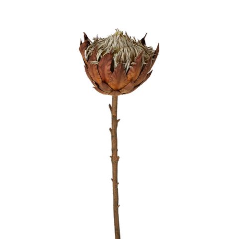 Dried Look Protea Stem Large 66cm Brown