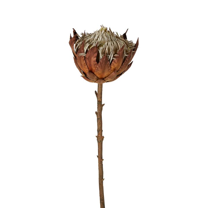 Dried Look Protea Stem Large 66cm Brown