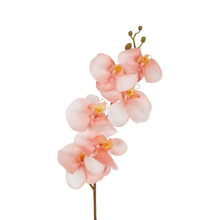 Orchid Single Stem 80cm Coral