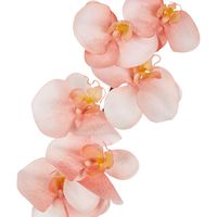 Orchid Single Stem 80cm Coral