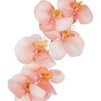 Orchid Single Stem 80cm Coral