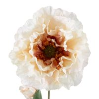 Poppy Stem 75cm White