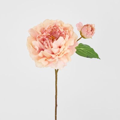 Peony Stem 61cm Apricot