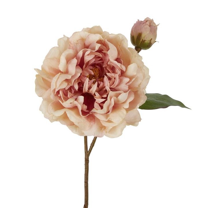 Peony Stem 61cm Apricot