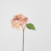 Peony Stem 61cm Apricot