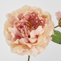Peony Stem 61cm Apricot
