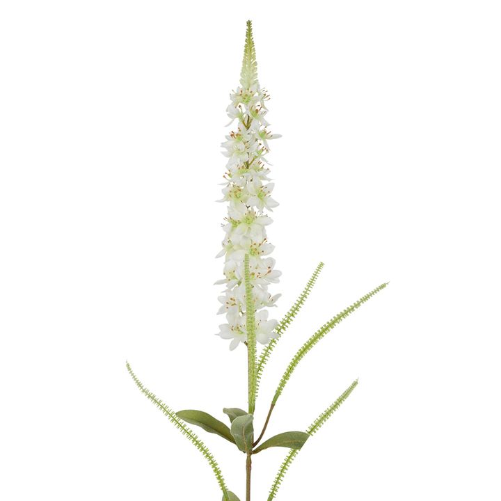 Veronica Speedwell Flower Stem 103cm White