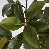 Real Touch Magnolia Tree 1.2M