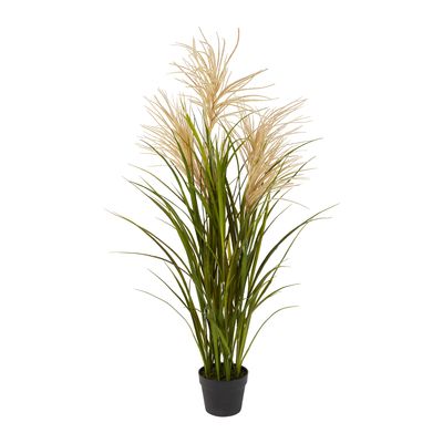 Pampas Grasses in Black Pot