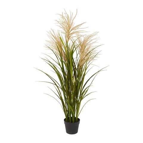 Pampas Grasses in Black Pot