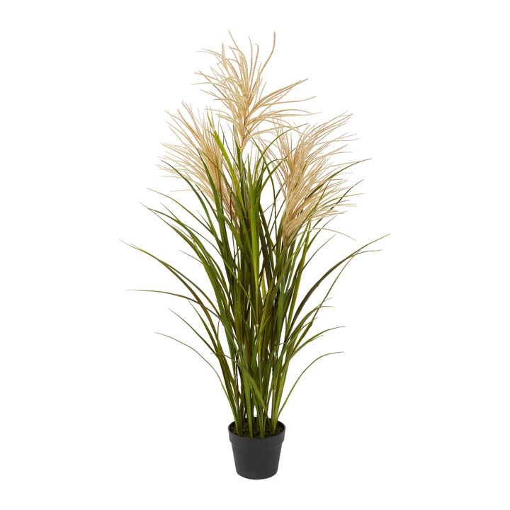 Pampas Grasses in Black Pot