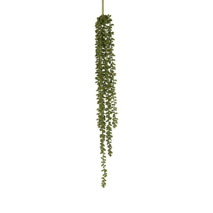 String of Pearls Hanging Stem