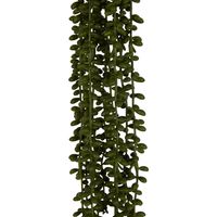 String of Pearls Stem