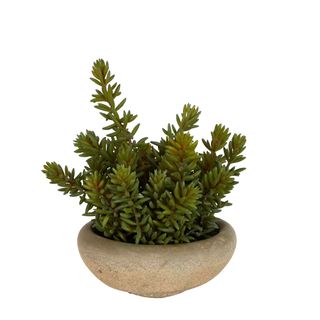 NEW Florabelle Succulent In Pot 13cm 