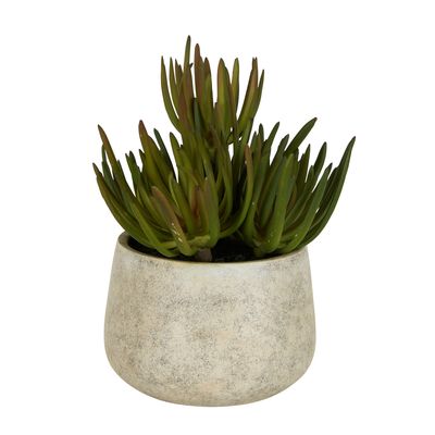 Succulents in Grey Pot Large