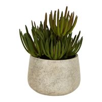 Succulents in Grey Pot Large