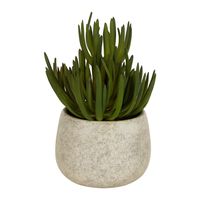 Succulents in Grey Pot Small