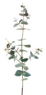 Eucalyptus Spray 74cm Dark Green