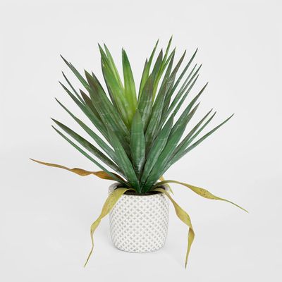 Yucca Gloriosa In Cement Pot