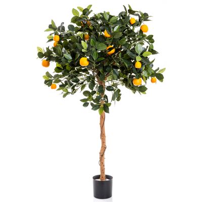 Golden Orange Tree 1.2m