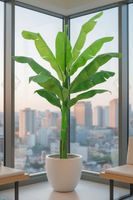 Banana Tree 2.4m