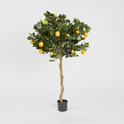 Golden Lemon Tree 0.9m