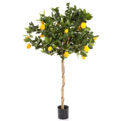 Golden Lemon Tree 0.9m