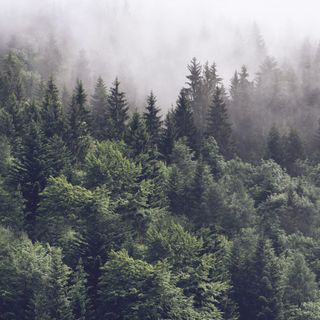Misty Forest Wallpaper