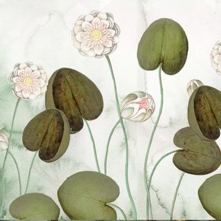 Tiger Lily Wallpaper