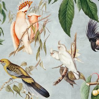 Birds And Fruit Wallpaper