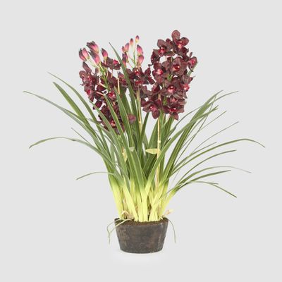 Cymbidium Giant Paper Pot 1.1m Burgundy