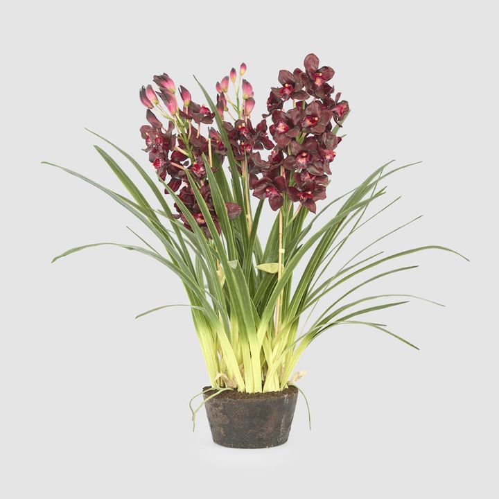 Cymbidium Giant Paper Pot 1.1m Burgundy
