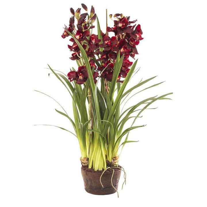 Cymbidium Giant Paper Pot 1.1m Burgundy