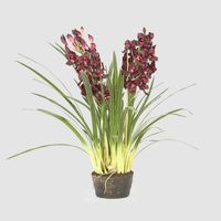 Cymbidium Giant Paper Pot 1.1m Burgundy