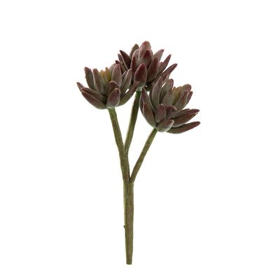 Agave Stem 20cm Burgundy